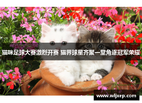 猫咪足球大赛激烈开赛 猫界球星齐聚一堂角逐冠军荣耀